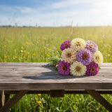 Zinnia Blueberry Cheesecake Seeds, Cut Flowers, Wedding Arrangement, Jewel tone flowers