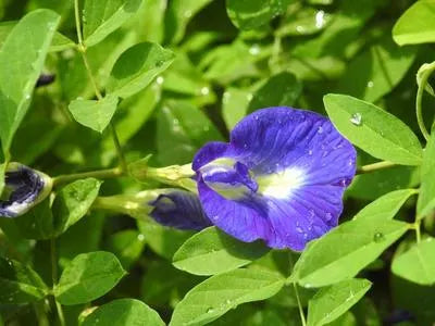 Butterfly Pea Seeds, edible, flowers used for teas,
