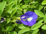 Butterfly Pea Seeds, edible, flowers used for teas,