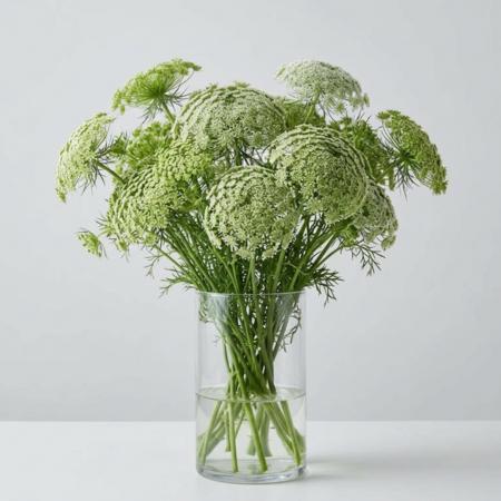 Green Mist Ammi Seeds, cut flowers, huge flower heads, attracts beneficial insects, false lace flower