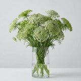 Green Mist Ammi Seeds, cut flowers, huge flower heads, attracts beneficial insects, false lace flower
