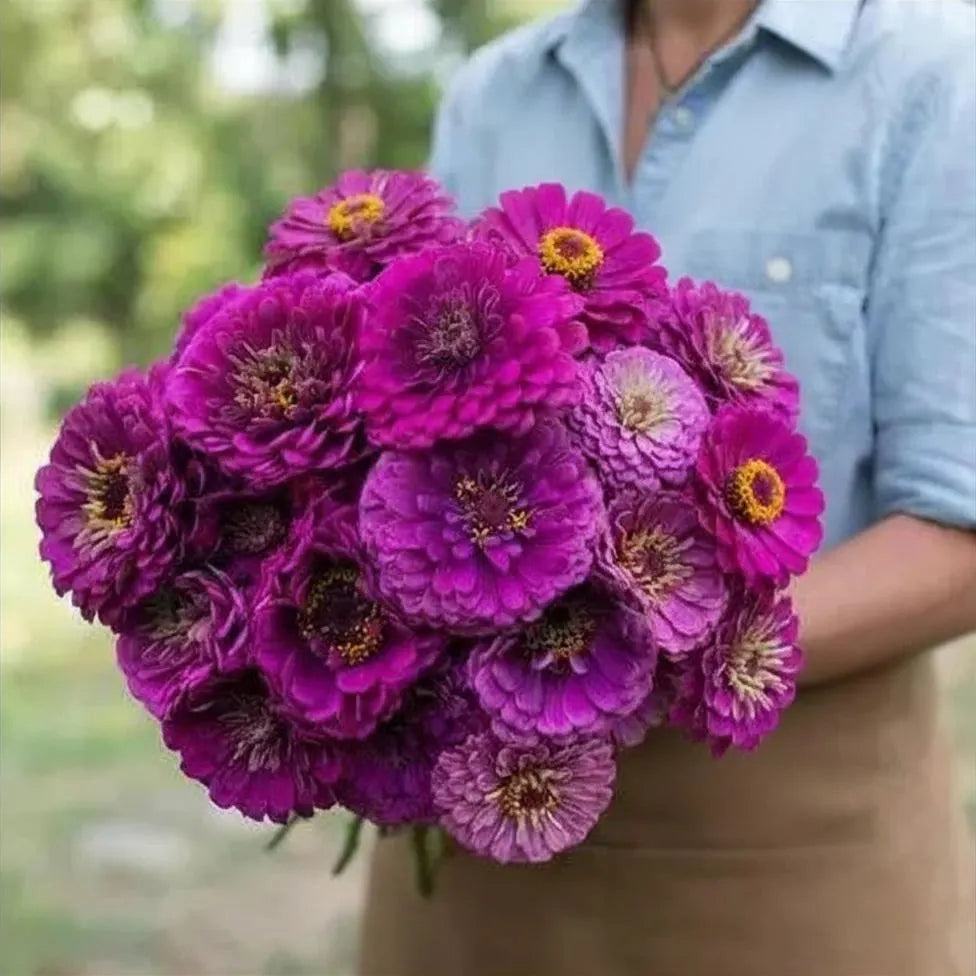 Benary's Giant Purple Seeds