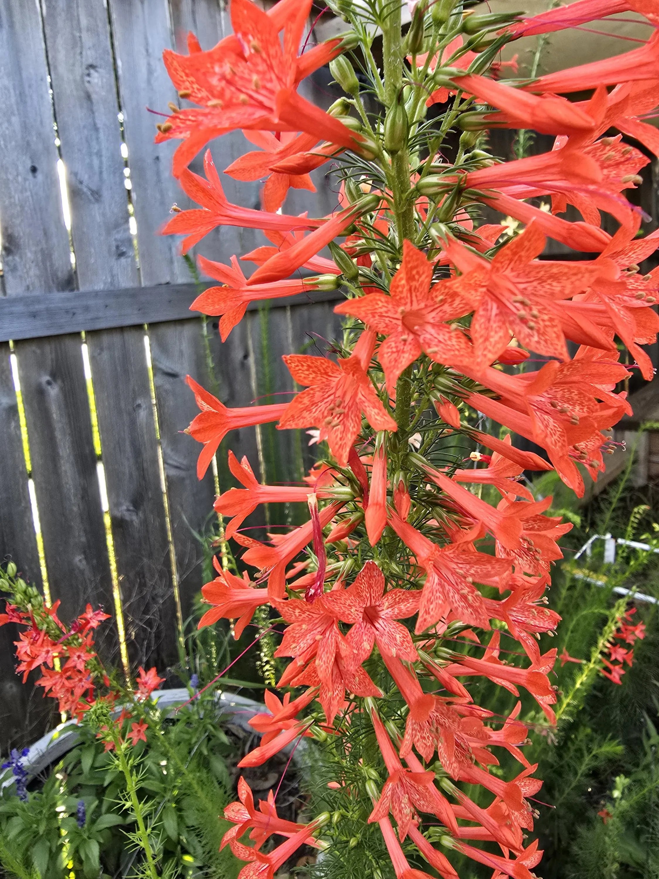 Standing Cypress Seeds, Drought tolerant, Continuous Bloomer, Perennial