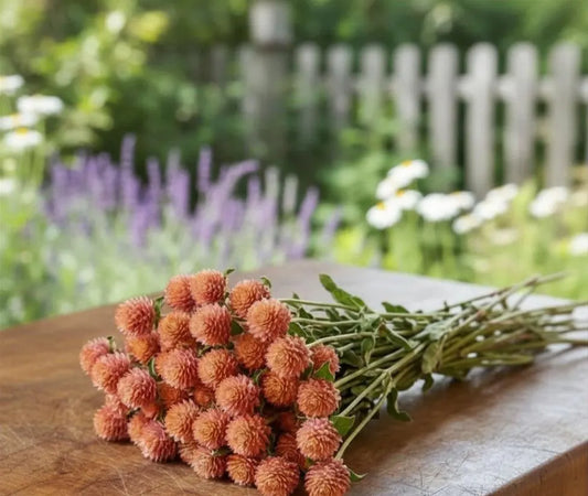 QIS Gomphrena Salmon Seeds, flower farms, pollinator garden, cottage garden, cut flowers, dried flowers