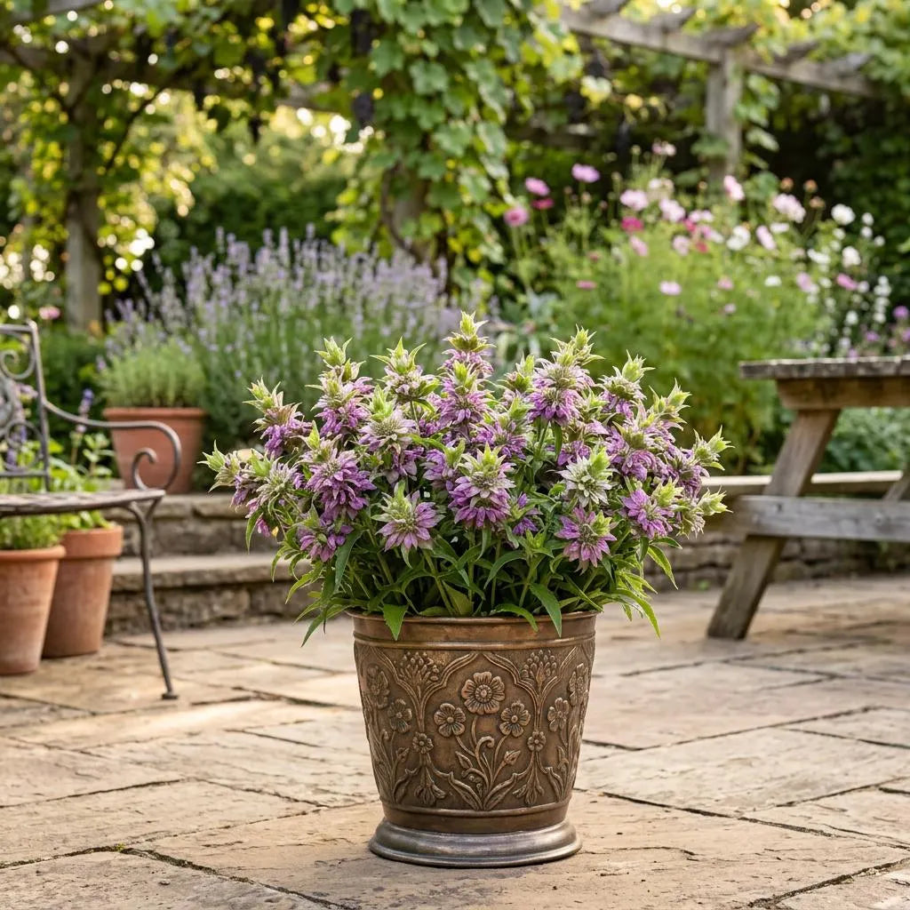 Lemon MInt Minarda Seeds, Bee Balm, Lavender Blooms, Citrus Scented, Horsemint, Blooms edible, leaves edible