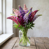 Pixie Delight Lupine Seeds