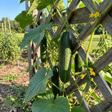 Cucumber, Persian SEEDS, Manny Organic