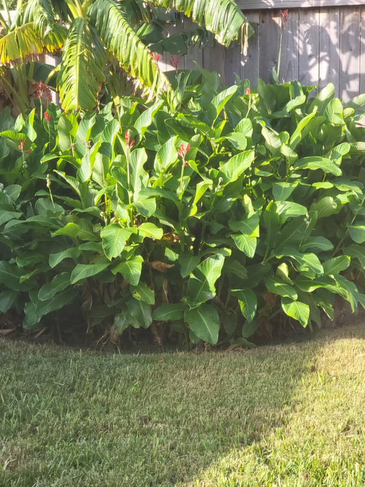 Pre-Scarified Robert Kemp Canna lily Seeds