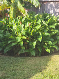 Pre-Scarified Robert Kemp Canna lily Seeds