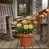 Strawberry Blonde Organic Calendula SEEDS, Cut flowers, Container Flowers