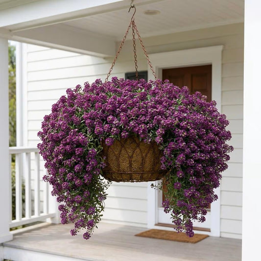 Wonderland Deep Purple Alyssum, Hanging Basket, Fast Grower, Spreading Flowers, Mounding Flowers