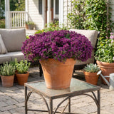 Wonderland Deep Purple Alyssum, Hanging Basket, Fast Grower, Spreading Flowers, Mounding Flowers
