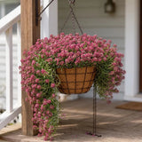 Wonderland Deep Rose Alyssum, Mounding, Hanging Basket, Foreground Flowers, Fast-grower