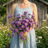 Bonita LIght Blue Aster Seeds