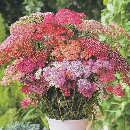 Flowerburst Red Shades Yarrow Seeds