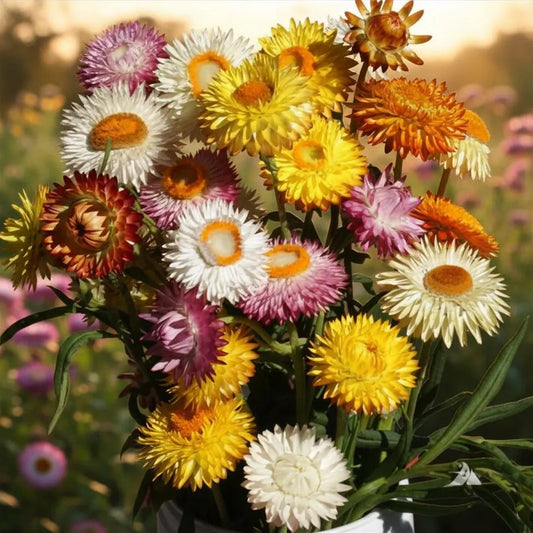 Everlasting Flowers Wildflower Seeds, dried flowers, bouquet flowers