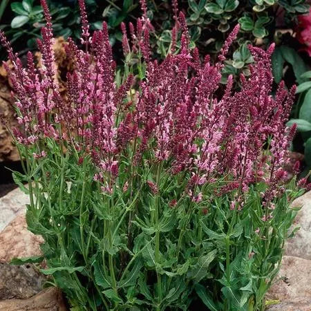 Salvia Rose Queen Seeds