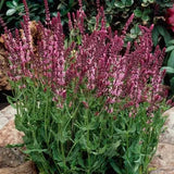 Salvia Rose Queen Seeds