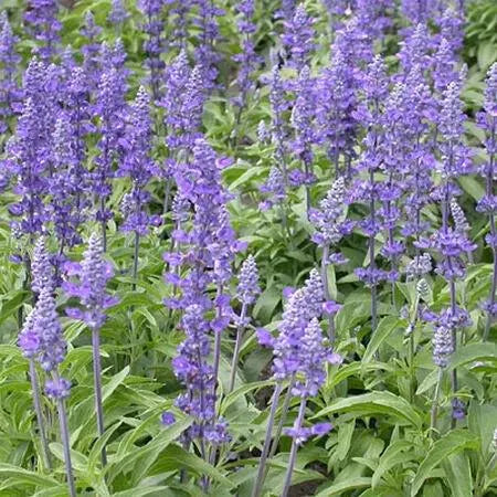 Victoria Salvia Seeds, Purple Salvia. Fast Growing, Sun-Loving