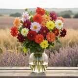 Dahlia Figaro Mix Seeds, compact. container garden, bushy growth, attracts pollinators