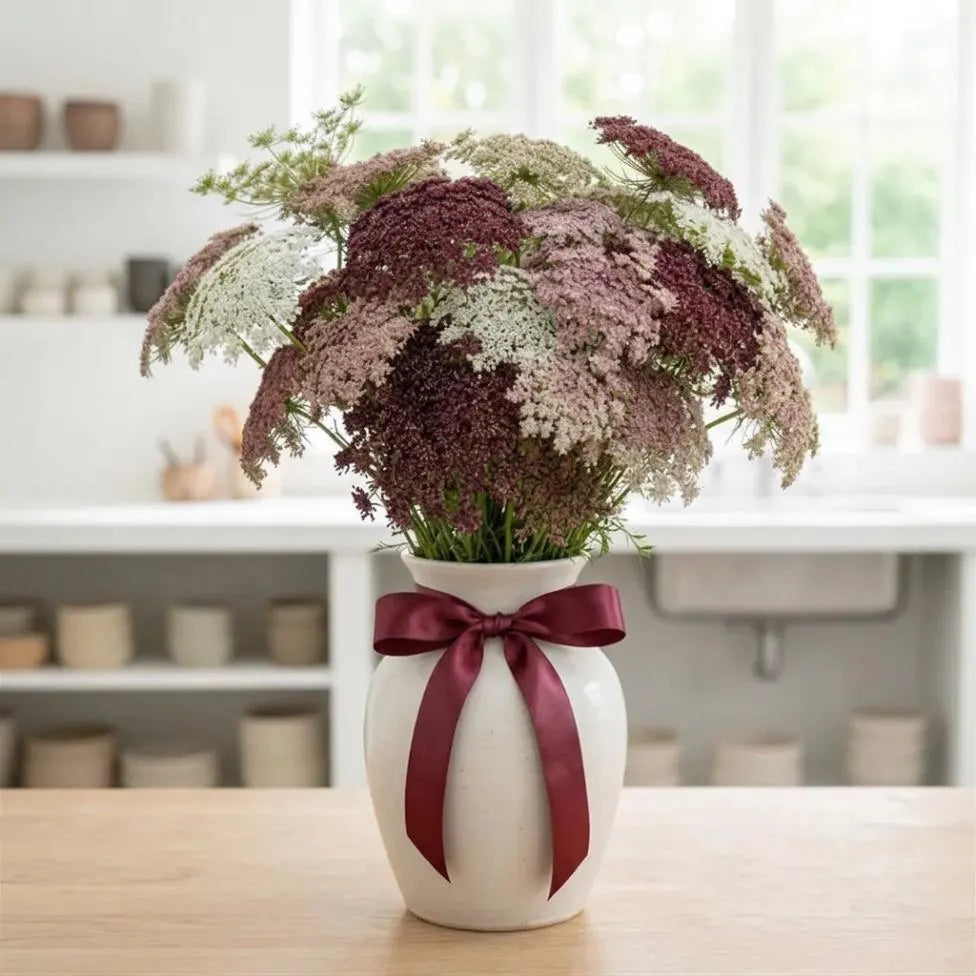 Purple Kisses Ammi Seeds, wedding flowers, cut flowers, big heads, continuous blooms
