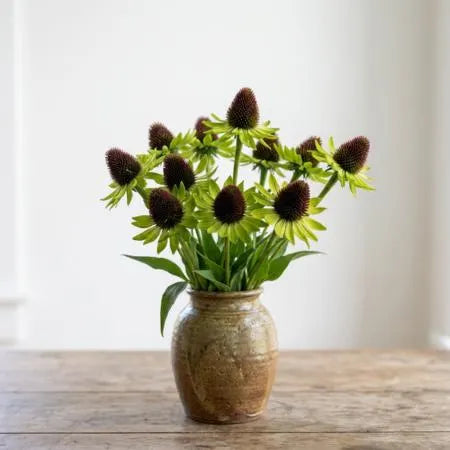 Green Wizard Rudbeckia Seeds, coned flowers, centerpieces, bouquets