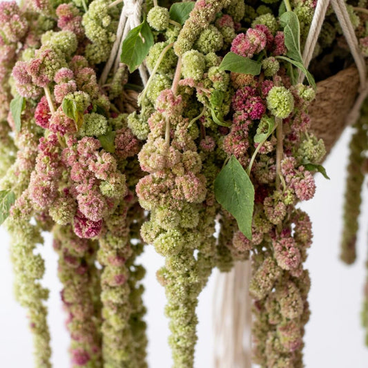 Mira Amaranthus Seeds, cottage gardens, pollinator gardens, dried flower arrangement, back drop plants