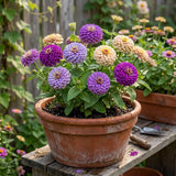 Zinnia Blueberry Cheesecake Seeds, Cut Flowers, Wedding Arrangement, Jewel tone flowers