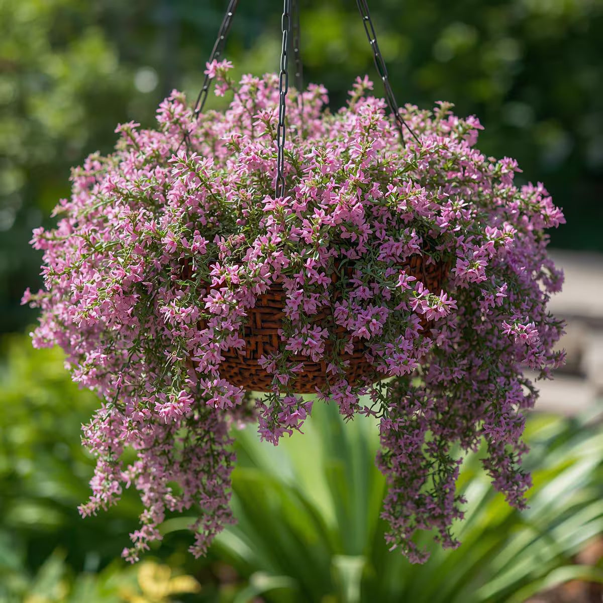 Creeping Thyme Seeds