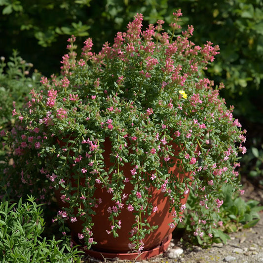 Creeping Thyme Seeds