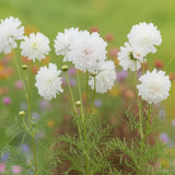 Snow Puff Cosmo Seeds, Cottage Garden, pollinator garden, moon, garden, Wedding flowers