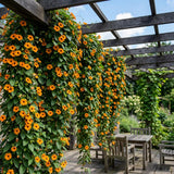 Thunbergia Seeds, Black-eyed Susan Vine, Clock Vine,