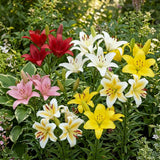 Mixed Asiatic Lillies Bulb Pack, Easy-care Bulbs, Summer blooms, Fall Blooms, Vibrant Blooms