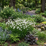 5 Gladiolus Murielae, Peacock orchid Bulbs, faux orchid, star-shaped blooms