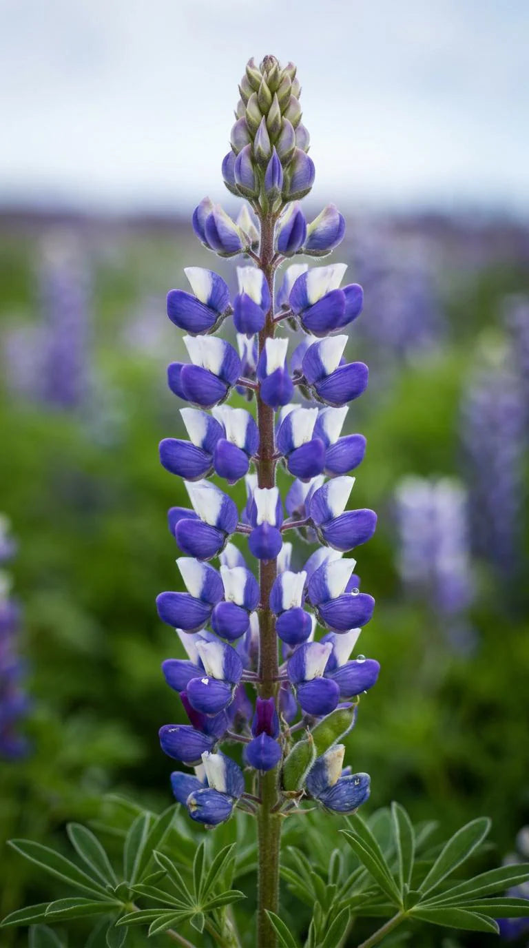 Texas Bluebonnet Lupine Seeds, Meadow flowers, State flower, pollinator friendly, drought tolerant