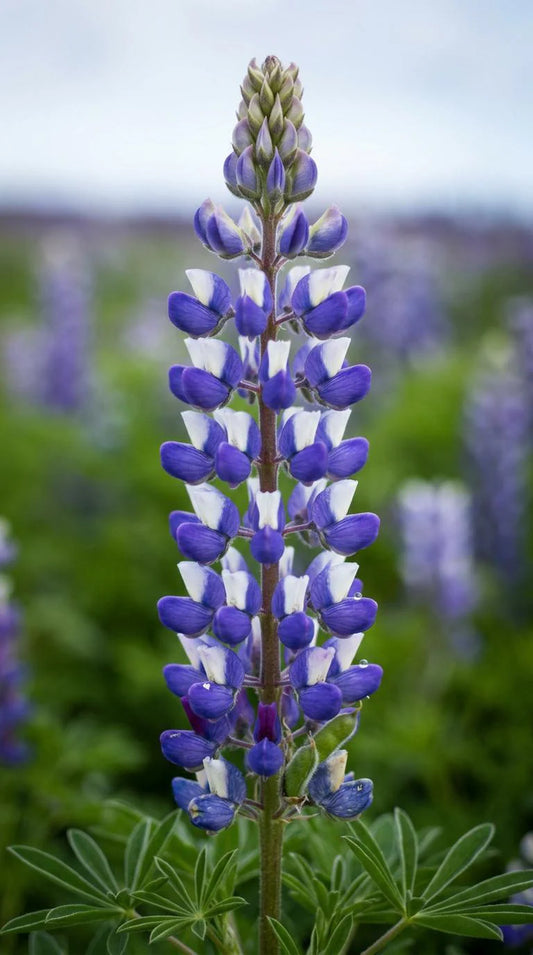 Texas Bluebonnet Lupine Seeds, Meadow flowers, State flower, pollinator friendly, drought tolerant