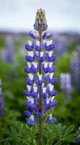 Texas Bluebonnet Lupine Seeds, Meadow flowers, State flower, pollinator friendly, drought tolerant