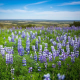 Texas Bluebonnet Lupine Seeds, Meadow flowers, State flower, pollinator friendly, drought tolerant