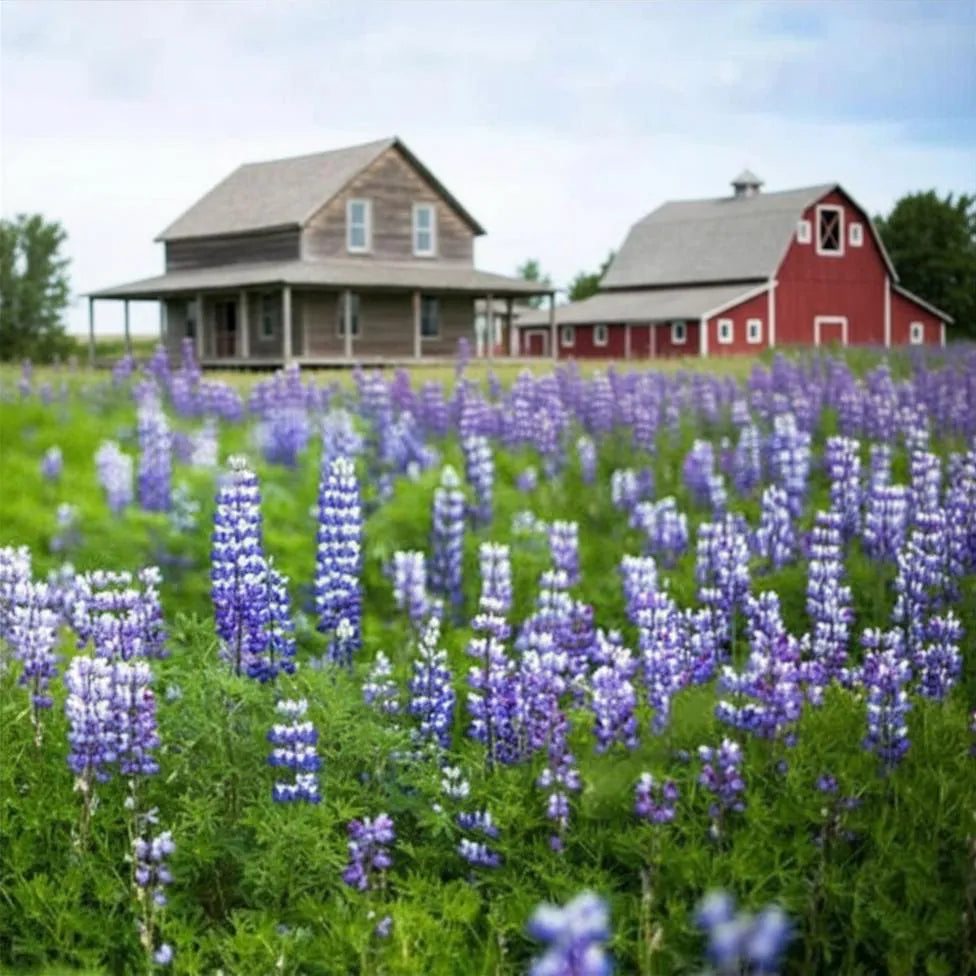 Texas Bluebonnet Lupine Seeds, Meadow flowers, State flower, pollinator friendly, drought tolerant
