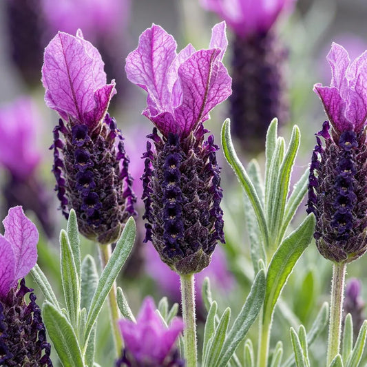 Steoche (Spanish) Lavender Seeds