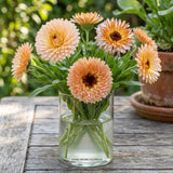 Strawberry Blonde Organic Calendula SEEDS, Cut flowers, Container Flowers