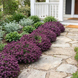Wonderland Deep Purple Alyssum, Hanging Basket, Fast Grower, Spreading Flowers, Mounding Flowers