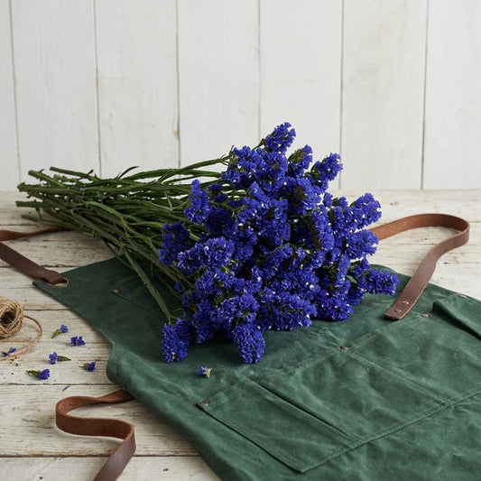 QIS Dark Blue Statice Seeds,