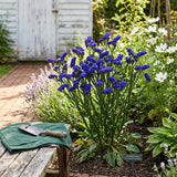QIS Dark Blue Statice Seeds,