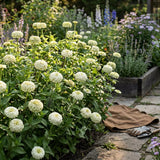 Benary's Giant White Zinnia Seeds