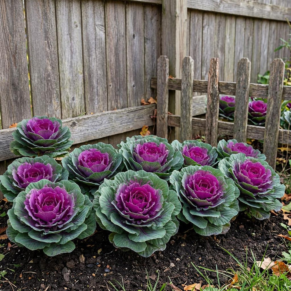 Condor Red Ornamental Kale Seeds
