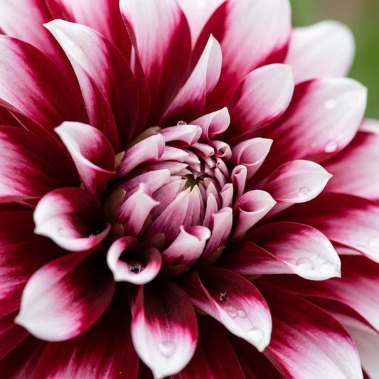 X Factor Dahlia Tubers 1, Breathtaking Blooms, Continuous Summer Flowers, Bouquets, Arrangements