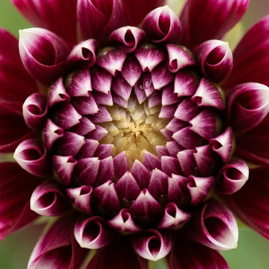 3 Edinburgh Dahlia Tubers, Two-toned Dahlia