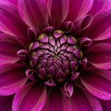 3 Le Baron Dahlia Tubers, Continuous Blooms, Floral arrangement, cutting garden, cottage garden