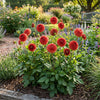 3 Copper Boy Pom Pom Dahlia Tuber, Cut flowers, Compact flowers, Wedding flowers, bouquets
